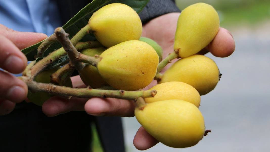 Çekirdeği bile şifa oluyor kanseri de durduruyor. Hasadı erken başladı tarlada kilosu 10 TL - Resim: 10